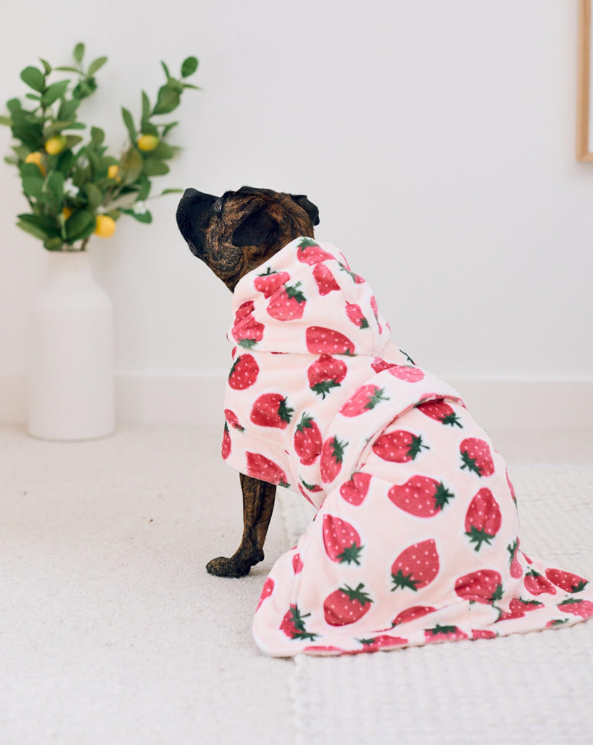 Darren & Phillip Calming Dog Robe for All Breeds - Ultra-Soft Strawberry Dog Robe with Adjustable Belly Strap - Perfectly Matches Women’s Plush Robe - Medium