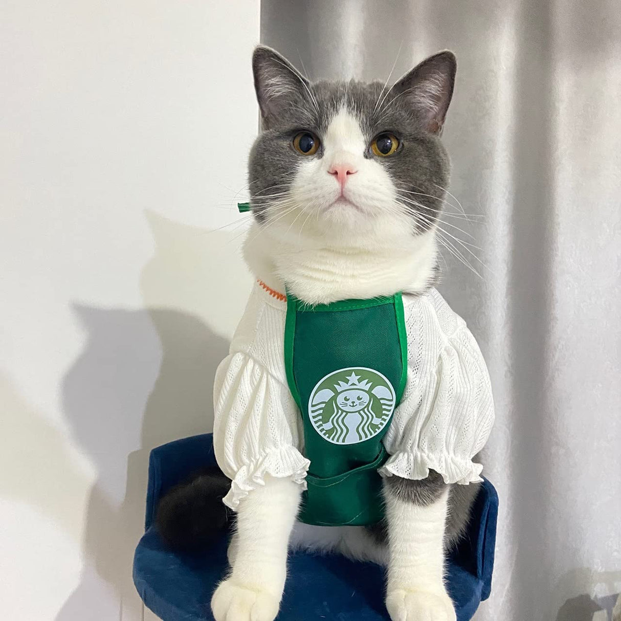 Halloween pet Clothing