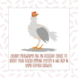 Chubby Dried Mealworms | 2 lbs | High-Protein Non-GMO Treats for Chickens, Ducks, Wild Birds & Backyard Pets