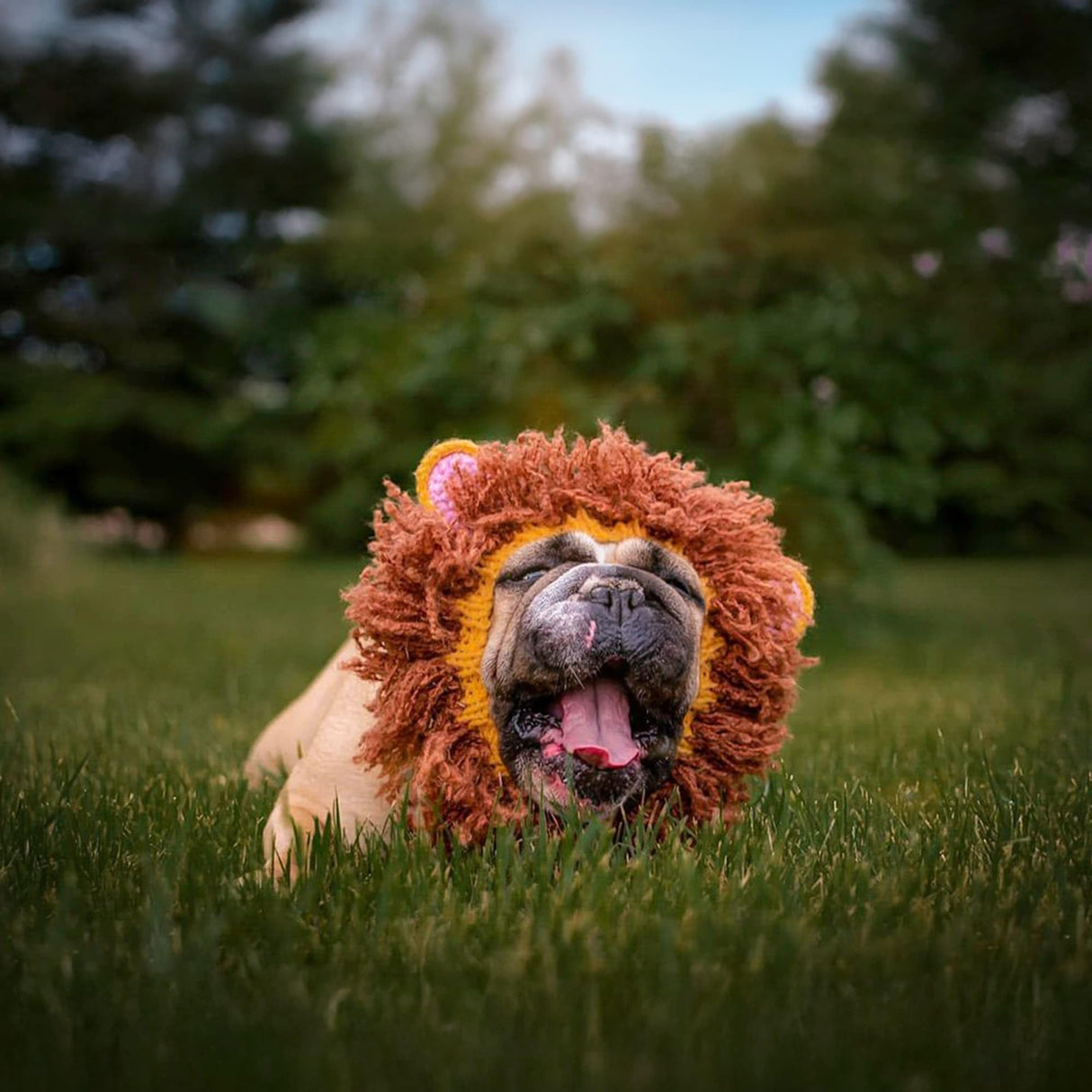Zoo Snoods Lion Costume - Knit Mane Dog Snood Ear Wrap for Pets, Warm Neck Cover for Halloween and Winter (Large)