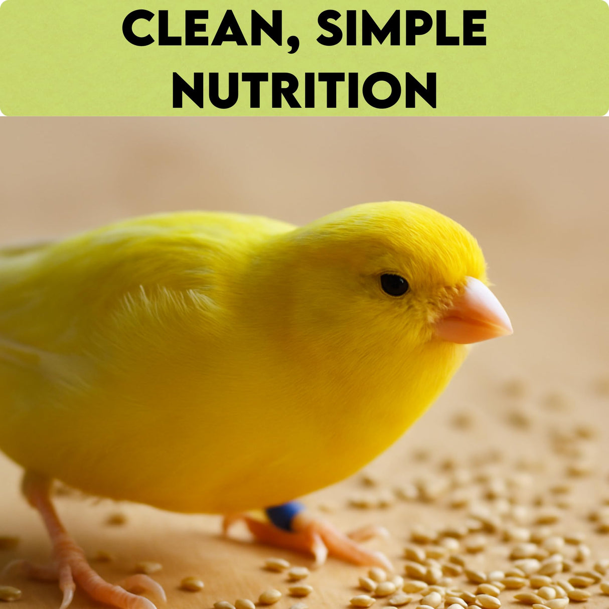 Unida Alpiste Canary Seed | 100% Pure, Natural & Non-GMO Bird Food for Canaries, Finches, Budgies & Parakeets | Double Cleaned Bird Seed, 5 lbs