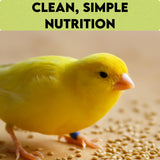 Unida Alpiste Canary Seed | 100% Pure, Natural & Non-GMO Bird Food for Canaries, Finches, Budgies & Parakeets | Double Cleaned Bird Seed, 5 lbs