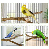 kathson Natural Parrot Perch Bird Stand Pole Wild Grape Stick Paw Grinding Fork Parakeet Climbing Standing Branches Toy Chewable Cage Accessories for Small Budgies Cockatiels Lovebirds 2PCS