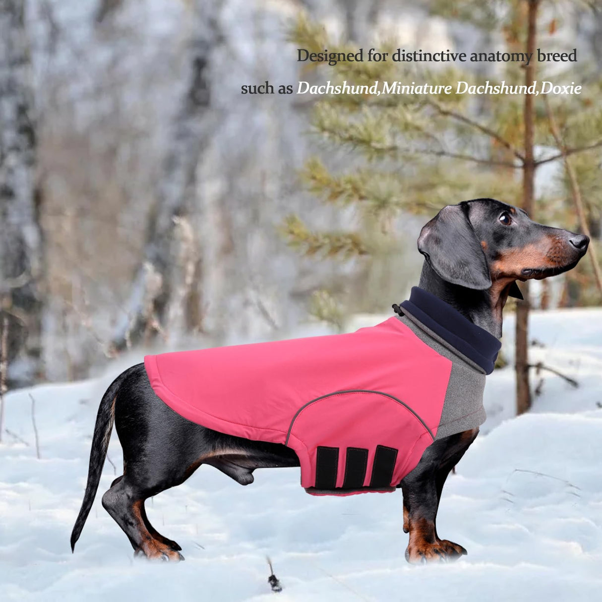 Brabtod Dog Winter Coat for Dachshund,Waterproof Miniature Dachshund Clothes Jacket,Small Dog Coat,Dachshund Jumper with Turtle Neck,Pet Outfit Ideal for Walking,Camping-Pink-S