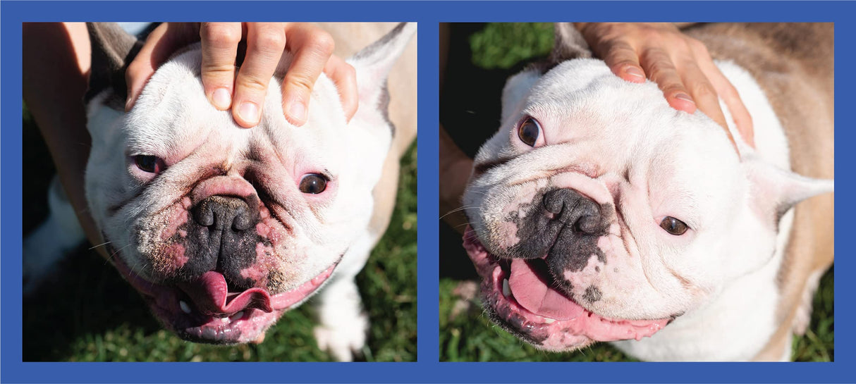 Squishface Wrinkle Paste - Bulldog, French Bulldog, Pug, English Bulldog – Cleans Wrinkles, Tear Stain, Tail Pockets, and Paws – Anti-Itch Tear Stain Remover & Bulldog Wrinkle Cream, 2 Oz.