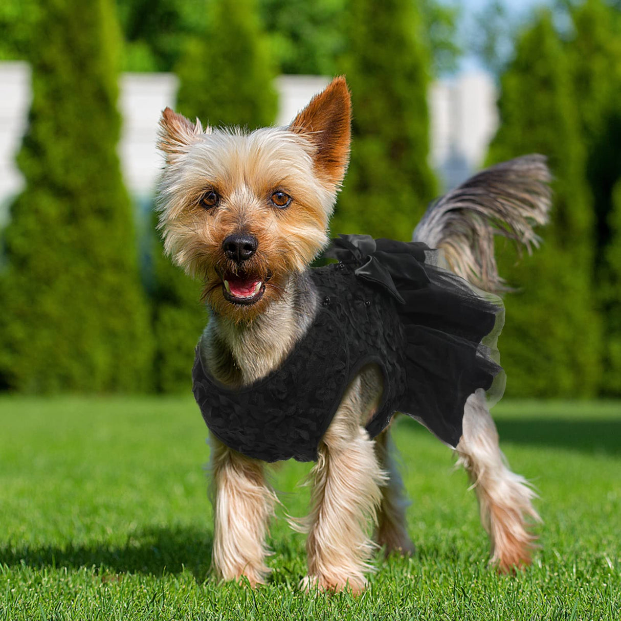 QBLEEV Dog Wedding Dress - Bowknot Dog Attire, Black Lace Tutu Skirt for Small Dogs, Halloween Princess Dress