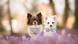 Unique style paws 1PCS Dog Bandanas Washable Cotton Square Bibs Sarf, Adjustable Dog Kerchief for Small Medium Large Dogs and Cats-S