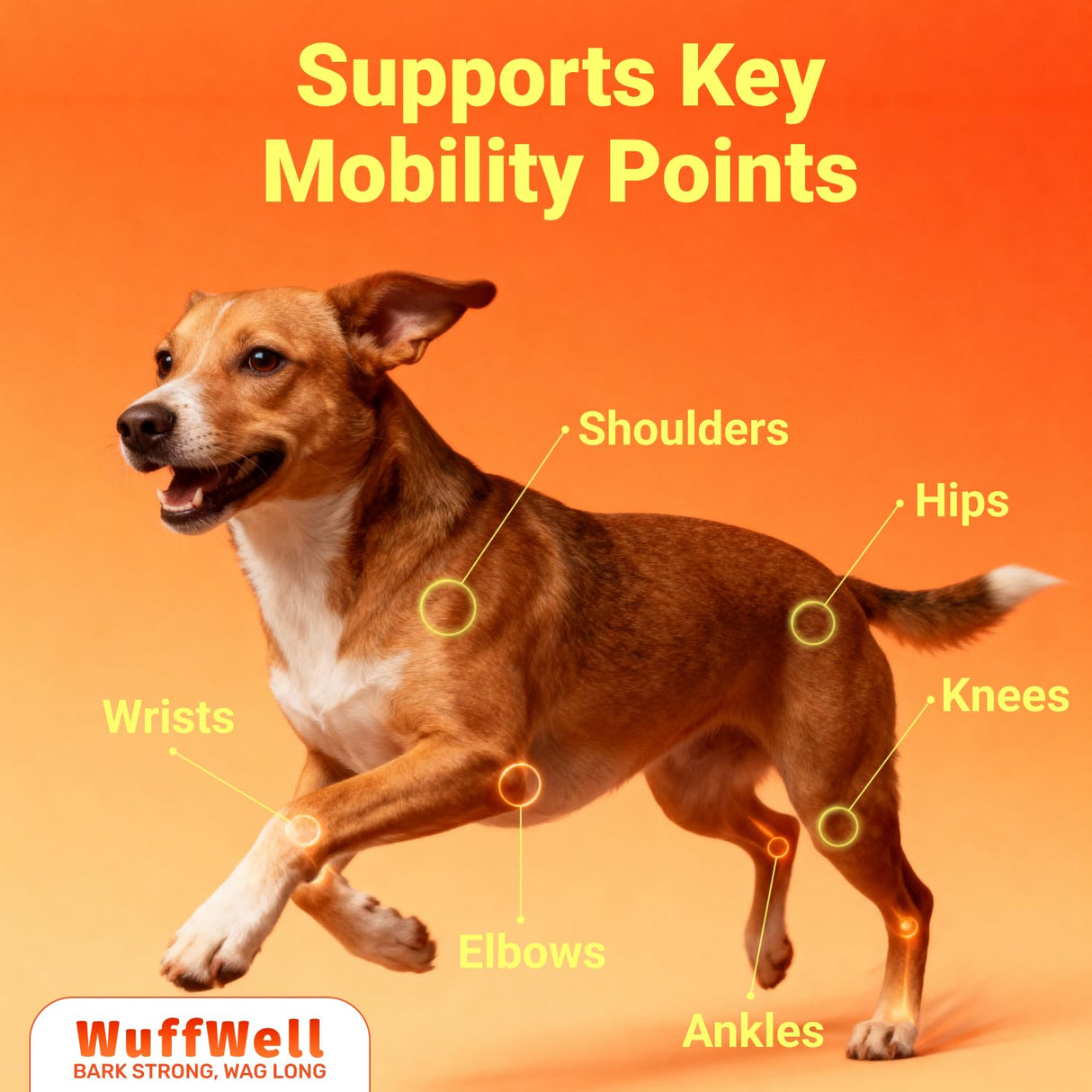 WuffWell Liquid Glucosamine for Dogs - Hip and Joint Support - Made in USA - Glucosamine for Dogs Liquid 16oz - Natural Hip and Joint Supplement - Dog Joint Health - Vet Approved - Easy Dosage