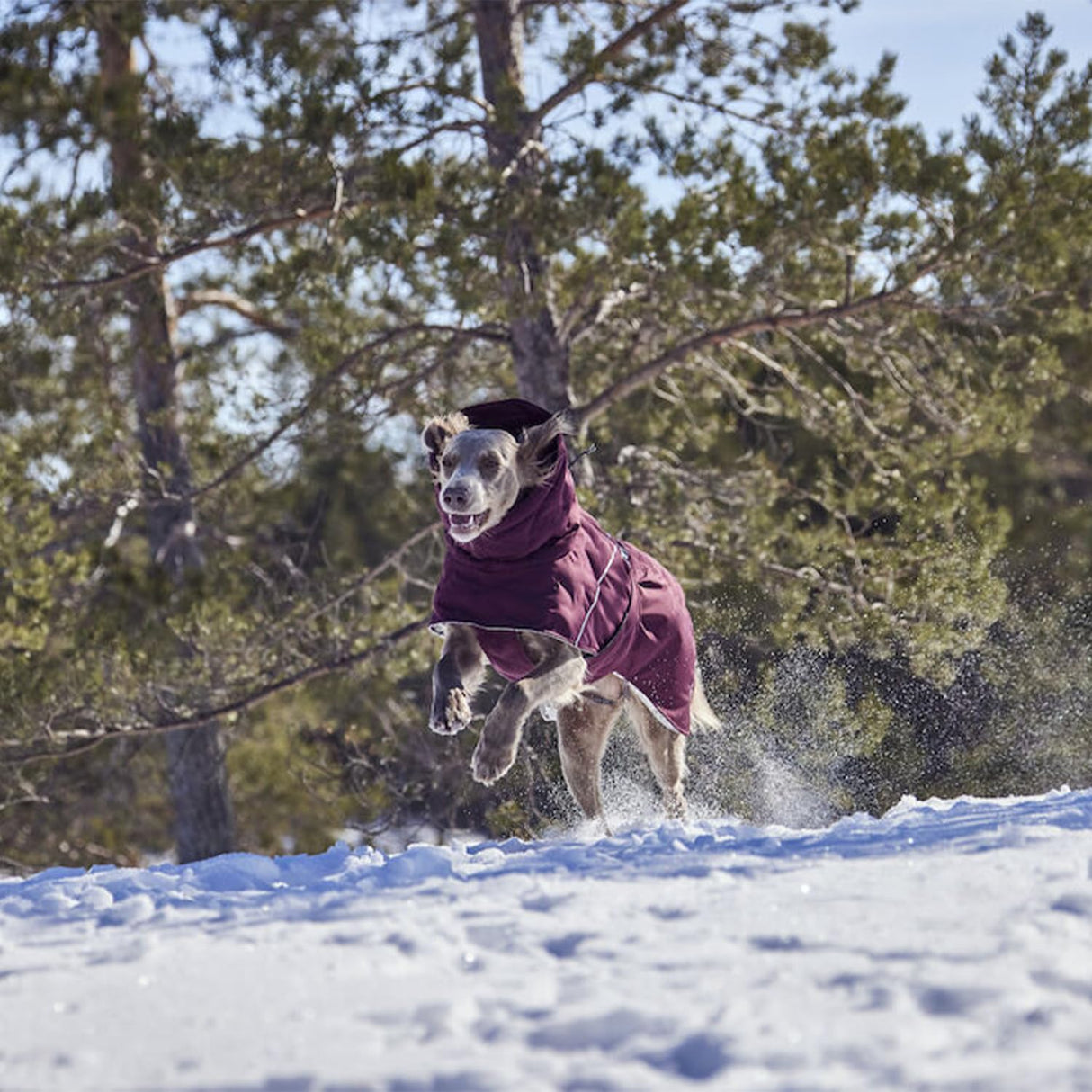 Hurtta Extreme Warmer III ECO, Cold Weather Winter Dog Coat, Eggplant, 22 in