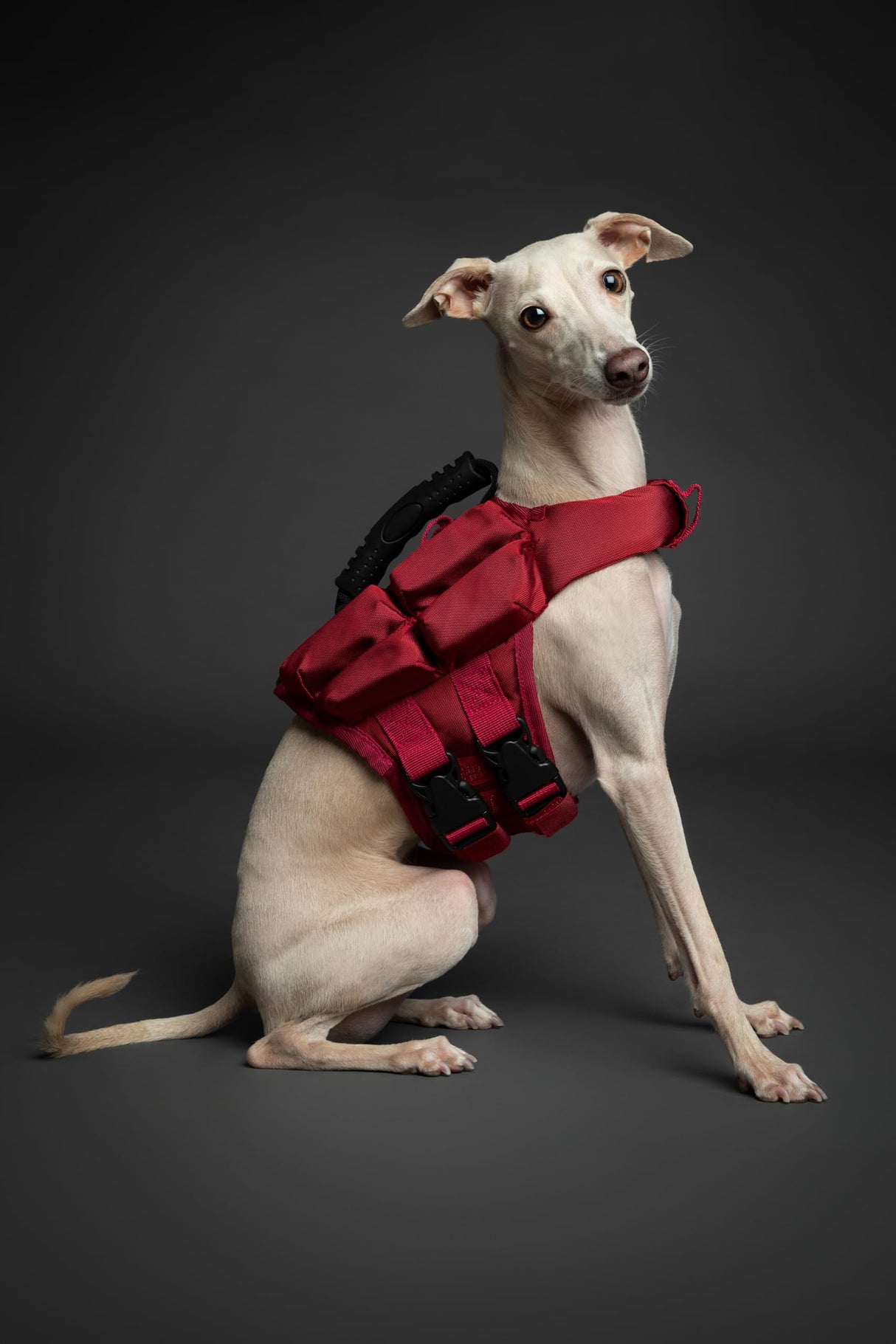 NOAH & PAW Dog Life Jacket, Human Standards Lifejacket Design, Dog Life Vest for Swimming and Boating, 3X Foam Support for Max Floating, Breathable Mesh, Salvavidas para Perros, Size XS