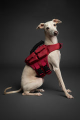 NOAH & PAW Dog Life Jacket, Human Standards Lifejacket Design, Dog Life Vest for Swimming and Boating, 3X Foam Support for Max Floating, Breathable Mesh, Salvavidas para Perros, Size XS