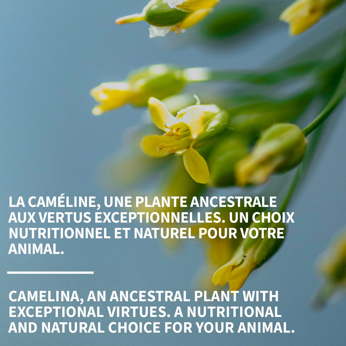 Camelina Oil for Dogs & Cats, 500mL by Olimega Farm | High in Omega-3 & Vitamin E | Support for Healthy Joints, Coat & Skin | Alternative to Salmon Oil for Dogs | Made in Canada | Non-GMO