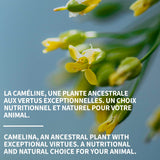 Camelina Oil for Dogs & Cats, 500mL by Olimega Farm | High in Omega-3 & Vitamin E | Support for Healthy Joints, Coat & Skin | Alternative to Salmon Oil for Dogs | Made in Canada | Non-GMO