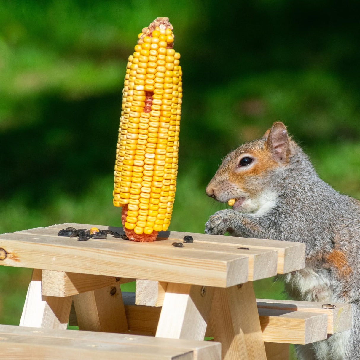Himsel Farms Wildlife Treats,Ear Corn Kernels, Hand Packed Boxes, Squirrel Food, 10 Pound (Pack of 1), Yellow