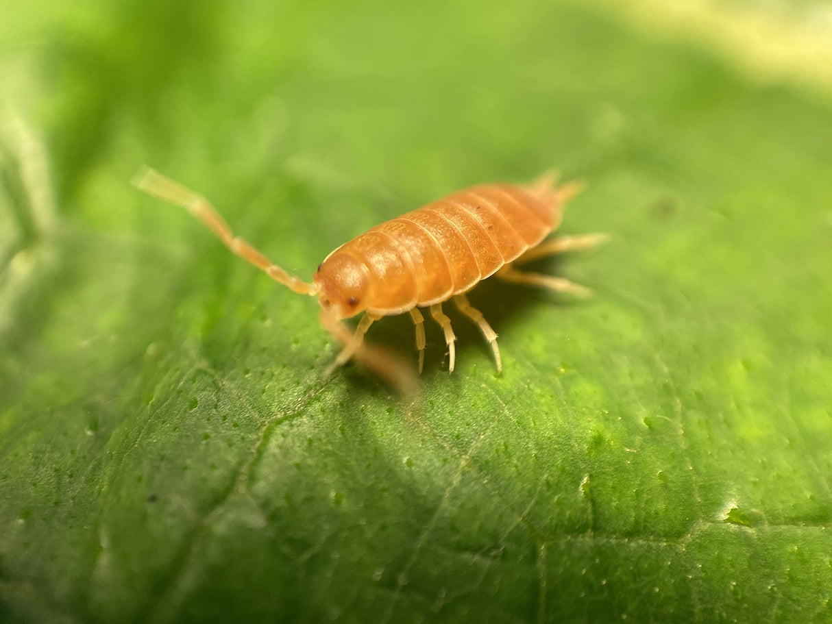 30 Live Orange Smoothie Roly Polys! Rolie Polie Isopods by Pocket Pets. Order only if Your temperatures are Between 20 and 95 Degrees