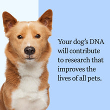 Load image into Gallery viewer, Wisdom Panel Breed Discovery Dog DNA Kit: Most Accurate Dog Breed Identification, Test for 365+ Breeds, MDR1 Health Test, Ancestry, Relatives
