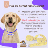 Pet Money Sign Pendant Necklace with Stone Studs, Fashion Jewelry for Dogs and Cats (Silver Tone, 12")