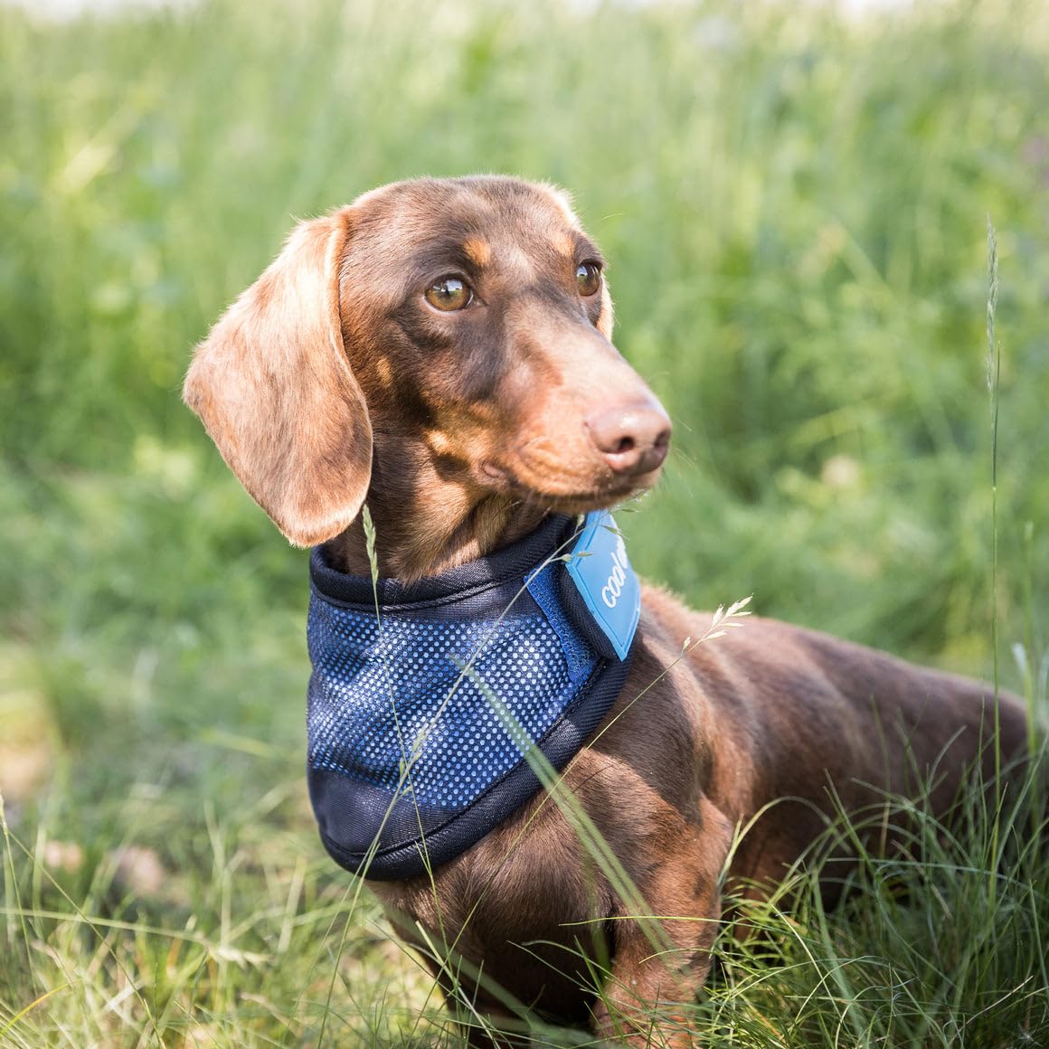 Bandana for Dogs - Cooling Effect by Cool on Track