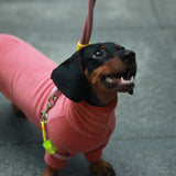 Dachshund Dog Turtleneck Sweater, Winter Warm Clothes for Dachshunds, Sausage Dog Winter Outfit(Red,M)