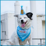 Zaabaazina Dog Party Supplies - Blue Dog Bandana, Birthday Hat, Banner, Balloons for PAWTY & WOOF Decorations