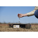 Rugged Ranch CHPTO Chipmunkinator Large Metal Wire Live Chipmunk Catch & Release Trap Cage w/Easy Open Top Lid & 2 Door System, Black (2 Pack)
