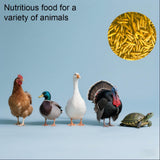 zenithworks All Natural Dried BSF Larvae for Chickens,Black Soldier Fly Larvae 10 lb Chicken Worms Treats, More Calcium Than Mealworms,High Protein Poultry Feed