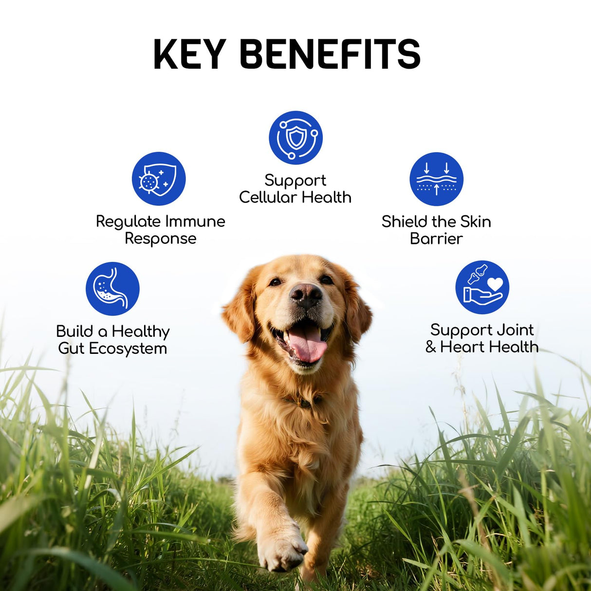 Furry Armor Dog Allergy Relief Chews - Dog Itching Skin Relief - 180 Chews - Anti-Itch, Hot Spots, Paw Licking - Immune Health - Omega 3 Fish Oil - Dry Itchy Skin and Coat Supplement