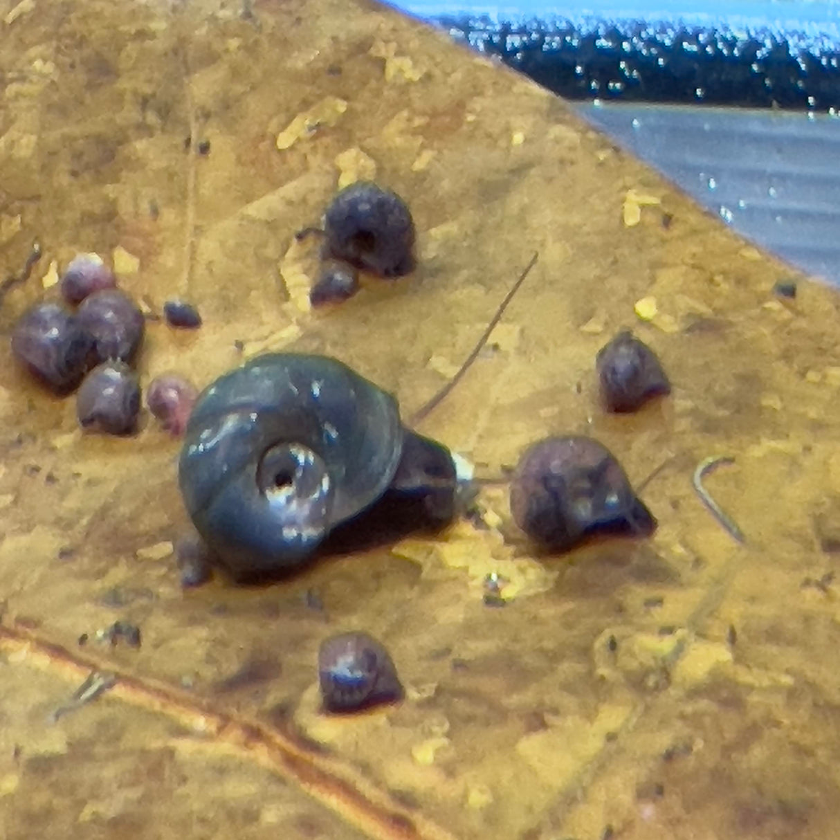 10 Live Ramshorn Snails by Dylfinds for Freshwater Aquarium/Pond Colony Start Clean-up Crew Planorbella Duryi (Variety Mix)