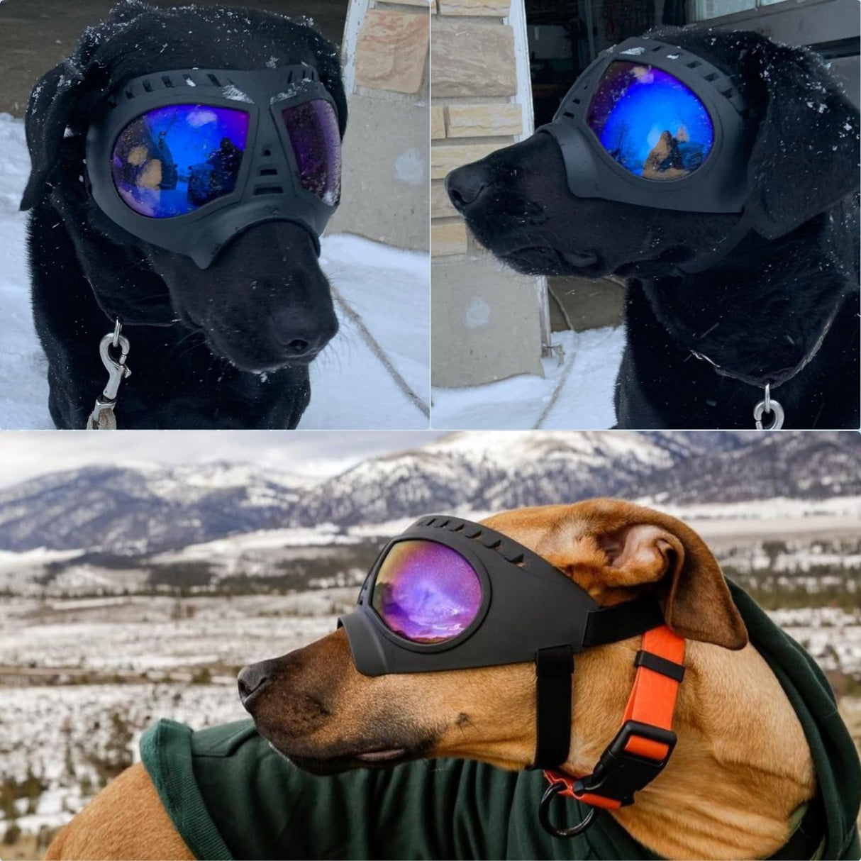 PETLESO Large Dog Goggles Pet Eyes Protection for Medium to Large Breed, Windproof Snowproof UVproof Dog Sunglasses for Outdoor Hiking/Cycling/Driving, Soft Frame Adjustable Straps, Clear Blue Lens
