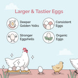 Mile Four Organic Chicken Feed – Layer Whole Grain, Non-GMO, USA Grown, 16% Protein, Corn-Free, Soy-Free, Non-Medicated Feed for Chickens, 2 lb Sample