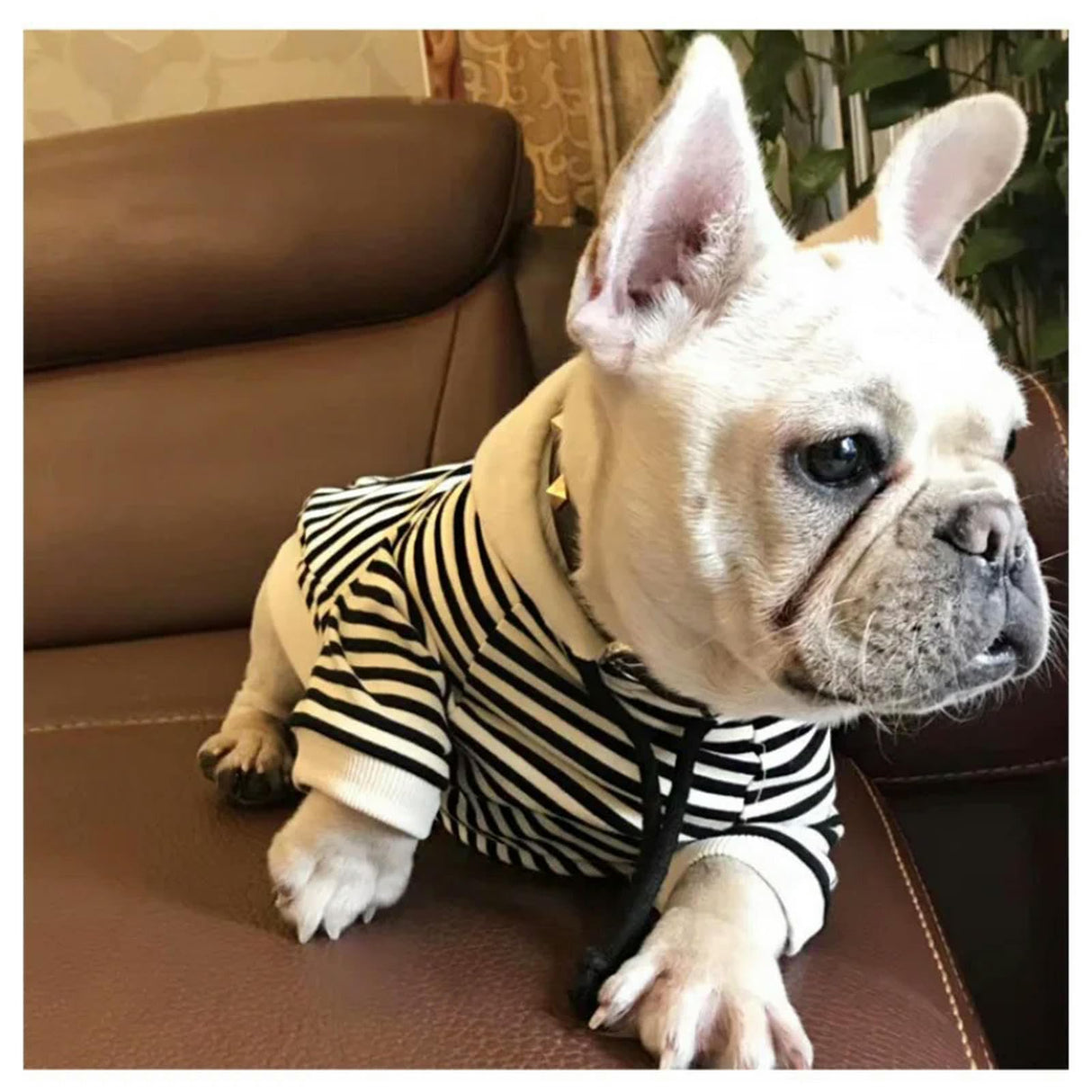 HQREA Classic Fashion Striped Dog Coats for Small Dogs Pullover Puppy Hoodie Sweatshirt French Bulldog Clothes for Female Dogs(Black,L)