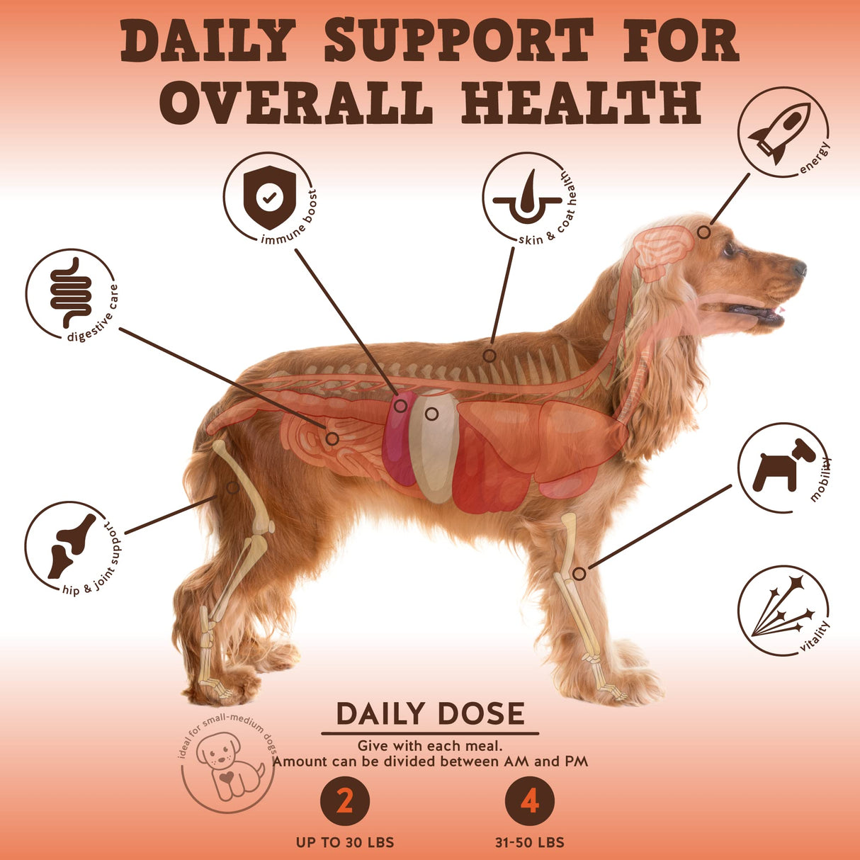 Jack&Pup Dog Vitamins and Supplements Multivitamins for Dogs - Bark Buddies Multi-Buddy Dog Multivitamins Chewable Soft Chews Puppy Vitamins and Supplements - (60ct)