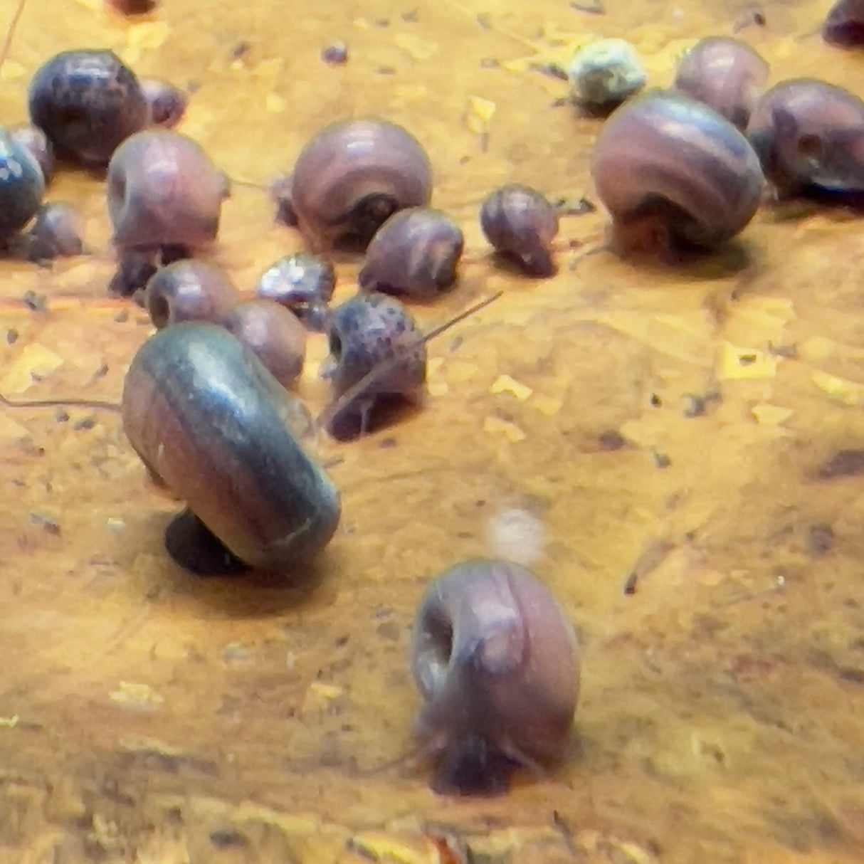 10 Live Ramshorn Snails by Dylfinds for Freshwater Aquarium/Pond Colony Start Clean-up Crew Planorbella Duryi (Variety Mix)