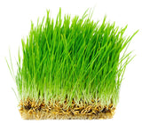 Thunder Acres Non GMO, Certified Organic, Oat Seed (5 lb.)