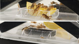 Exo Terra Exo Terra Cricket Pen, Small, 18 Cm X 14 Cm X 11 Cm (7\U201D X 5.5\U201D X 4.3\U201D)