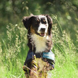 Back on Track Cool on Track Cooling Dog Coat (S2, 40cm / 14-16.5")