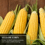 5 Pounds Premium Corn for Feeding – Bird Food for Crows and Ravens, Grown in Iowa, 5 lb Resealable Bag