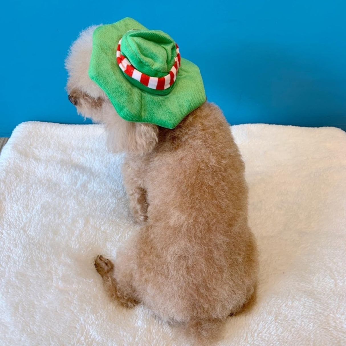 apott Frog Costume with Hat for Dog Funny Puppy Apparel Halloween Pet Clothes Outfit for Small Medium Large Dogs Cats(Green, XL)