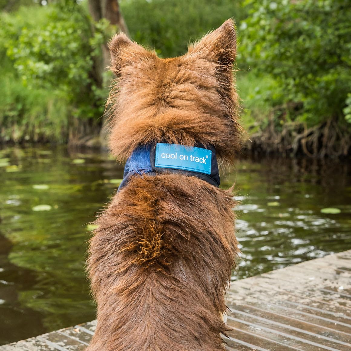 Bandana for Dogs - Cooling Effect by Cool on Track