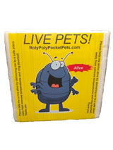 Pocket Pets Springtail Eggs and Dwarf White Isopods in Living Bioactive Soil Clean Up Crew Bundle Reptile and Amphibian Food Order only if Your 5 Day Forecast Temps are Between 20 and 95