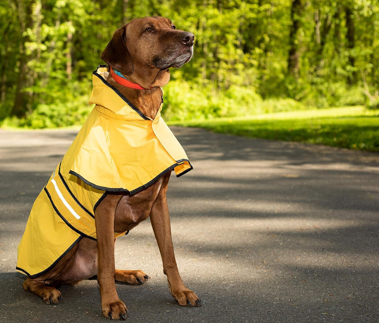 SPOT Rainy Days Slicker - Yellow Dog Rain Jacket With Hood, Reflective Strip for Safety, Leash Hole & Adjustable Velcro Belly Strap, 100% Polyester Water Resistant Pet Raincoat - X-Large, 21in Long
