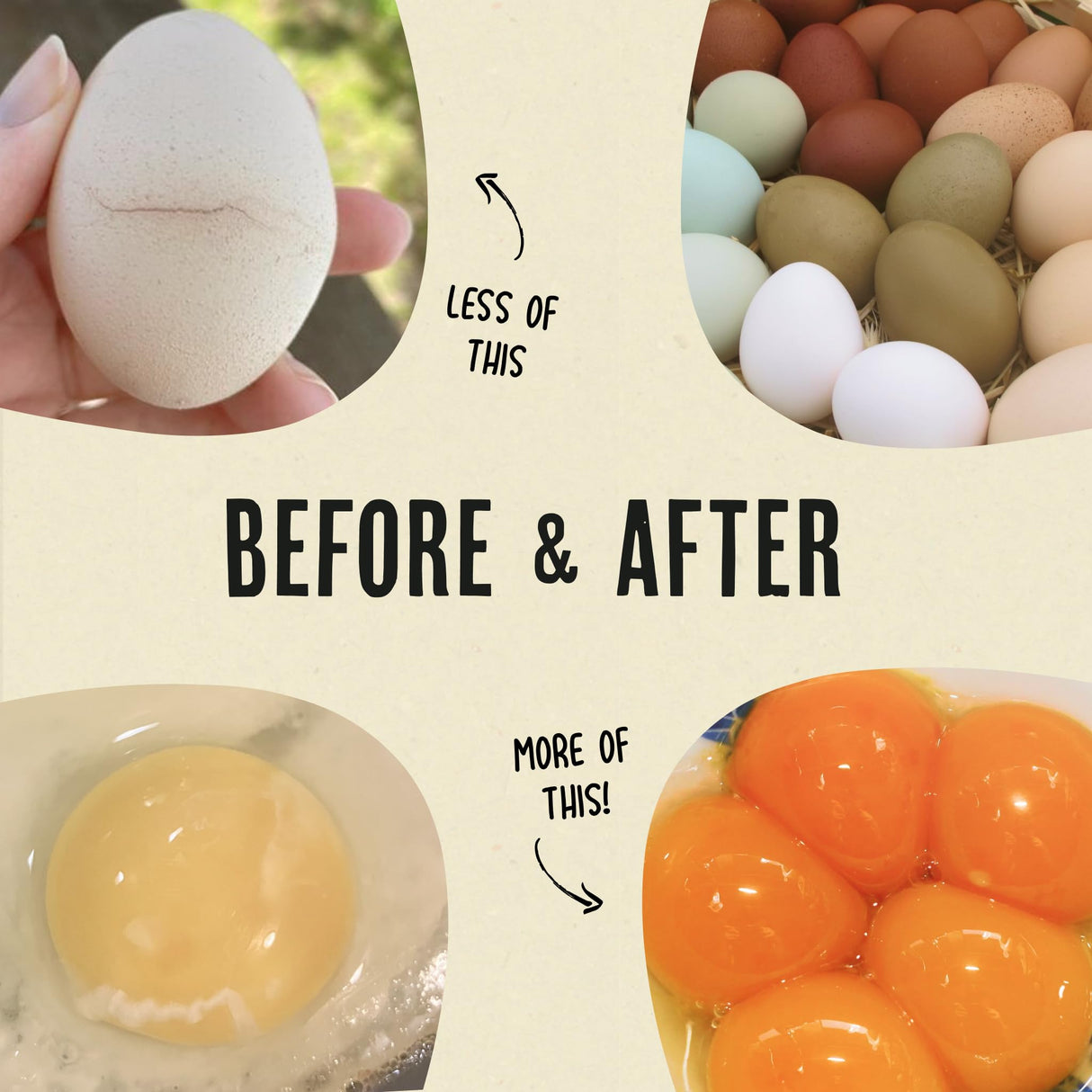 Roosty's Gold Dust Daily Egg Booster - Golden Yolks and Stronger Shells - All Natural Omega-3 Rich - US Made Chicken Supplement - Chicken Health Supplies
