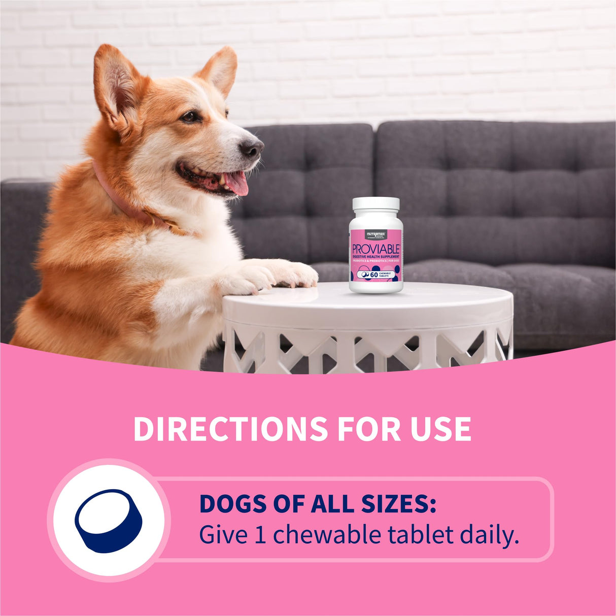 Nutramax Proviable Probiotics for Dogs, Daily Digestive Health Supplement with Multiple Strains of Bacteria, Dog Probiotics Plus Prebiotics, 60 Chewable Tablets