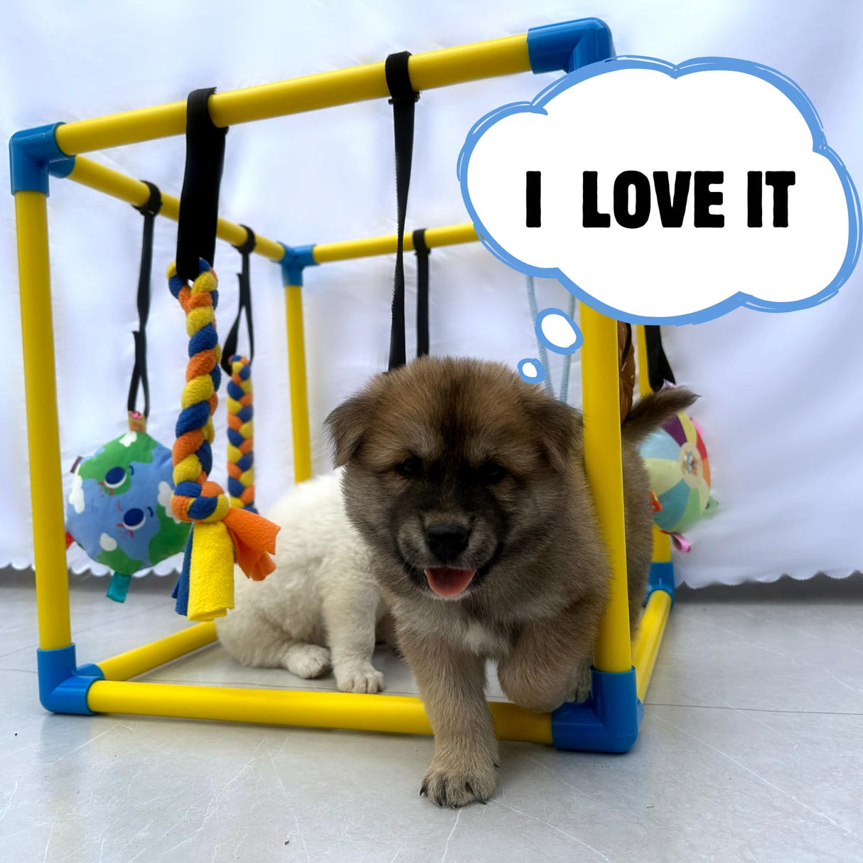 Dewonch Puppy Play Gym with 8 Hanging Toys, Small Dogs Indoor Jungle Gym, PVC Frame with Bungee Straps Enrichment Activity Center