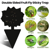 200 Sheets Fruit Fly Traps Sticky Traps for Fruit Fly Gnat Trap for House Indoors Sticky Traps Catcher for Gnats Fungus Gnats Mosquito Catcher Traps for Kitchen Outdoor Plants (Black)