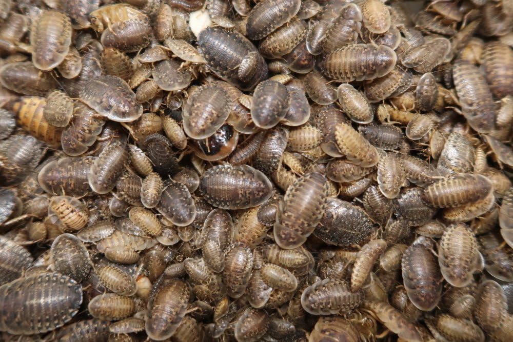 Reptilian Arts Dubia Roaches Live Feeder Insects Medium (1/2"), 100, Count