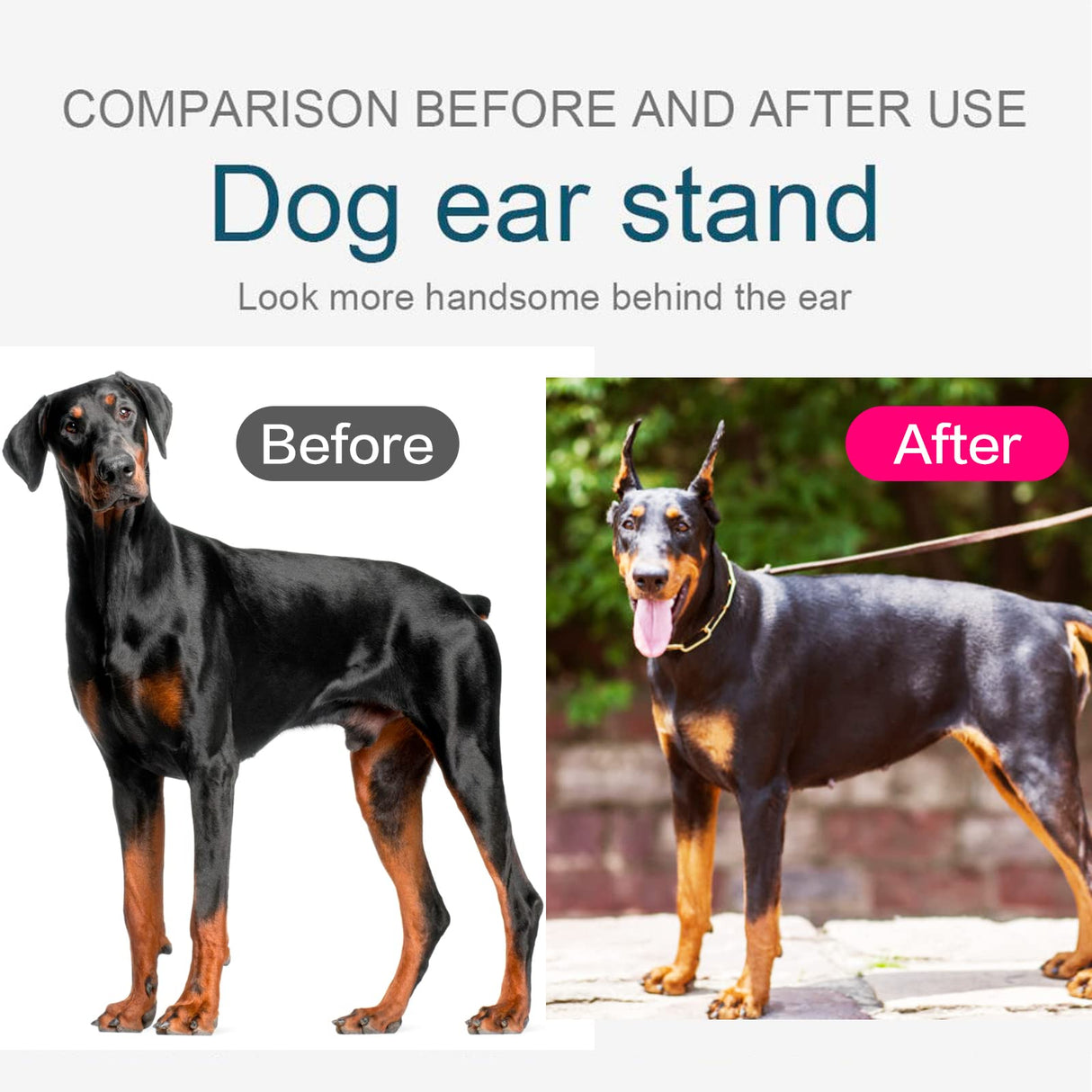 ziyue Doberman Dog Ear Posting Kit, Dog Ear Stand Up Support Tool, Dogs Ears Tap for Doberman Pinscher