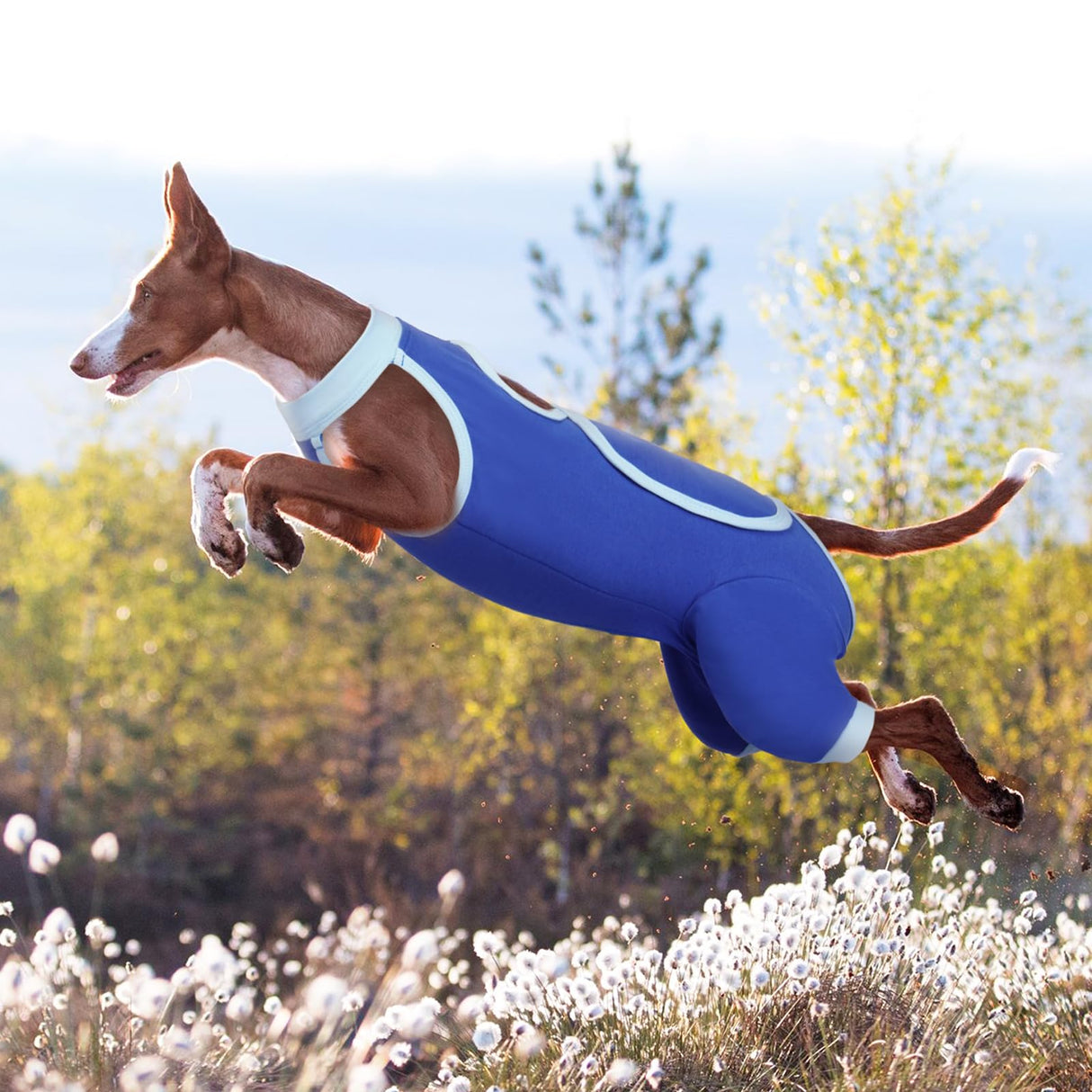 ROZKITCH Dog Surgery Leg Sleeve Rear Legs, Male Female Pet Prevent Licking Wound Elbow Knee Protector, Dog Recovery Suit Cone Collar Alternative Pants Shirt for Wound Heal Wrap Blue S