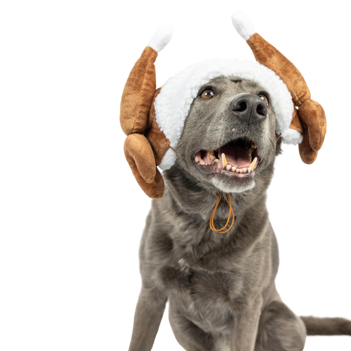 Huxley & Kent Pet Hat | Turkey Tester (Medium) | Fun Thanksgiving Holiday Hat for Dogs/Cats | Cute, Comfortable and Fun | SnugFit Strings for Best Fit