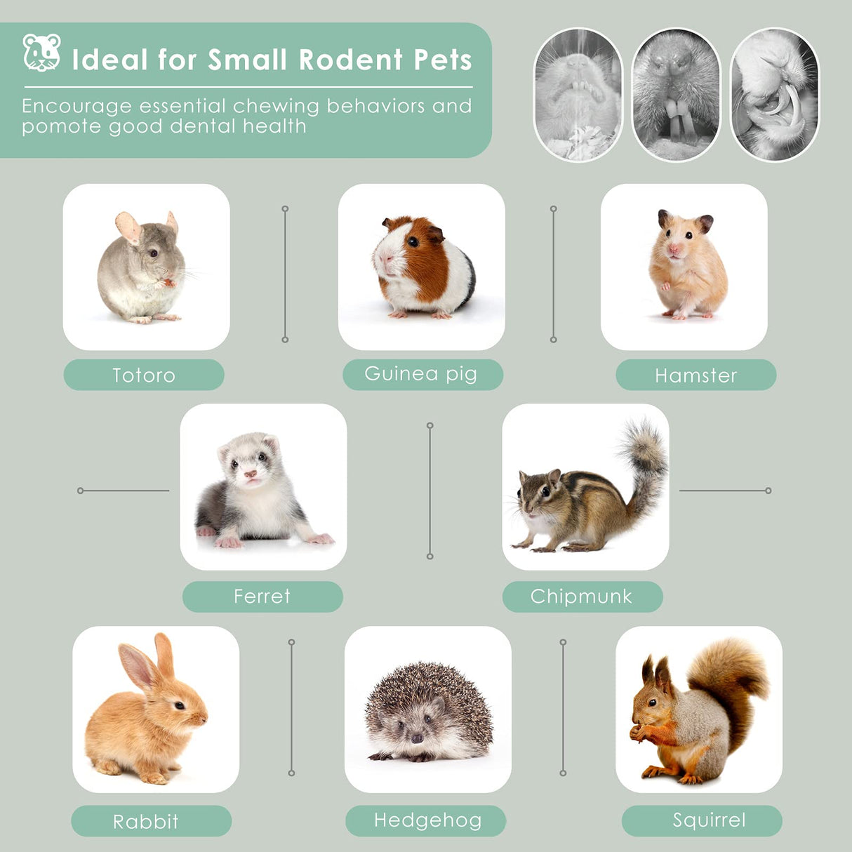 Bissap 910g/2Ib Sweet Bamboo Chew Sticks for Rabbits, Bunny Molar Treats Snack for Small Animals Hamsters Chinchillas Guinea Pigs Squirrels Natural Teeth Grinding Toys